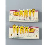 Right Lower Jaw Tooth Anatomy Sectional Model - Mandibular Molar Cross-Section with Restorations for Patient Education & Teaching - Image 2