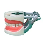 32 Teeth Dental Preparation Model with Articulator - Full Arch Crown Prep Demonstration for Teaching & Education - Image 2