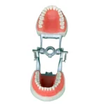 32 Teeth Dental Preparation Model with Articulator - Full Arch Crown Prep Demonstration for Teaching & Education - Image 3