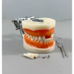 32 Teeth Dental Preparation Model with Articulator - Full Arch Crown Prep Demonstration for Teaching & Education - Image 4