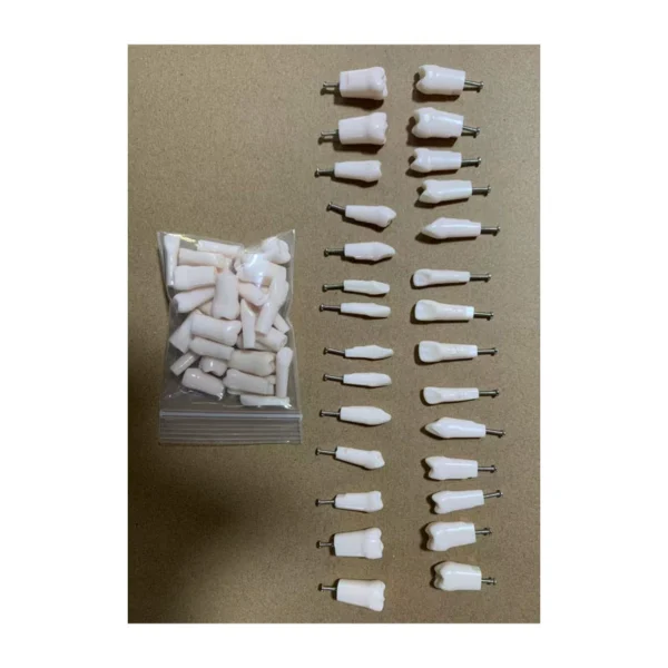 28pcs Typodont Replacement Teeth with Pins - Screw-in Practice Teeth for Dental Exam & Student Training Compatible Kilgore Nissin