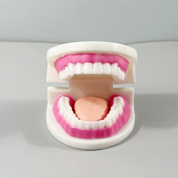 Mini Teeth Model with Soft Pink Gums & Tongue - Small Portable Dental Demonstration for Patient Education & Kids
