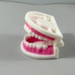 Mini Teeth Model with Soft Pink Gums & Tongue - Small Portable Dental Demonstration for Patient Education & Kids - Image 2