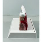 Tooth Anatomy Model with Nerve Distribution - Dental Pulp & Nerve Highlighted Cross-Section for Patient Education & Teaching - Image 6