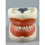 Pediatric Tooth Preparation Model for Crowns - Children's Deciduous Teeth Prep with Screws, Crowns & Screwdriver for Education - Image 2