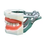 28 Teeth Tooth Preparation Model with Removable Soft Gum & Adjustable Metal Articulator – Ideal for Crown Prep Demonstration & Dental Education - Image 2