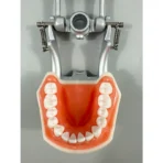 28 Teeth Tooth Preparation Model with Removable Soft Gum & Adjustable Metal Articulator – Ideal for Crown Prep Demonstration & Dental Education - Image 3