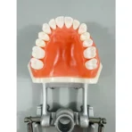 28 Teeth Tooth Preparation Model with Removable Soft Gum & Adjustable Metal Articulator – Ideal for Crown Prep Demonstration & Dental Education - Image 4