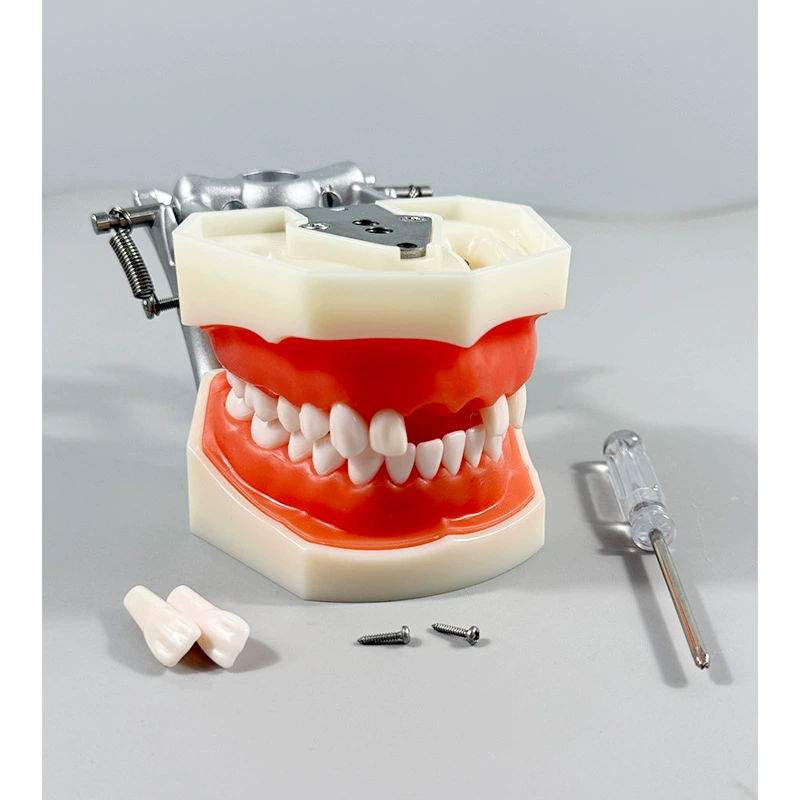 28 Teeth Tooth Preparation Model with Removable Soft Gum & Adjustable Metal Articulator – Ideal for Crown Prep Demonstration & Dental Education